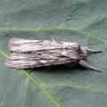 Blair's shoulder-knot (Lithophane leautieri hesperica) Kenneth Noble